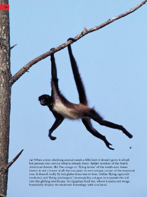 Иллюстрация к книге — Самое грандиозное шоу на Земле. Доказательства эволюции [i_113.jpg]