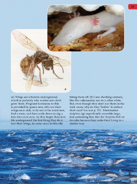 Иллюстрация к книге — Самое грандиозное шоу на Земле. Доказательства эволюции [i_116.jpg]