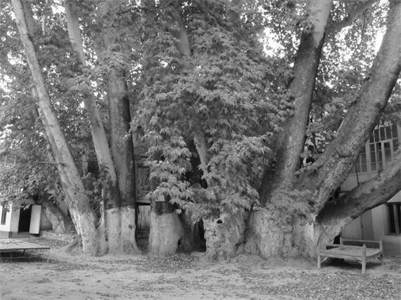 Иллюстрация к книге — Советский кишлак. Между колониализмом и модернизацией [i_107.jpg]