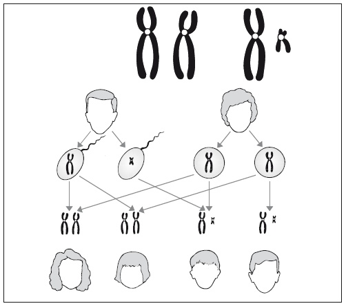 Иллюстрация к книге — Главная российская книга мамы. Беременность. Роды. Первые годы [i_023.jpg]