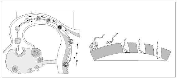 Иллюстрация к книге — Главная российская книга мамы. Беременность. Роды. Первые годы [i_058.jpg]