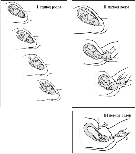 Иллюстрация к книге — Главная российская книга мамы. Беременность. Роды. Первые годы [i_173.jpg]