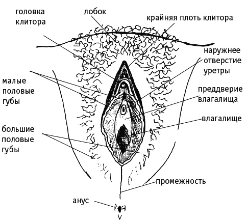 Иллюстрация к книге — Как говорить с дочкой! Самые сложные вопросы. Самые важные ответы [Autogen_eBook_id49.jpg]