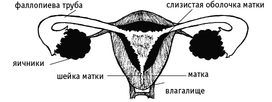 Иллюстрация к книге — Как говорить с дочкой! Самые сложные вопросы. Самые важные ответы [Autogen_eBook_id51.jpg]