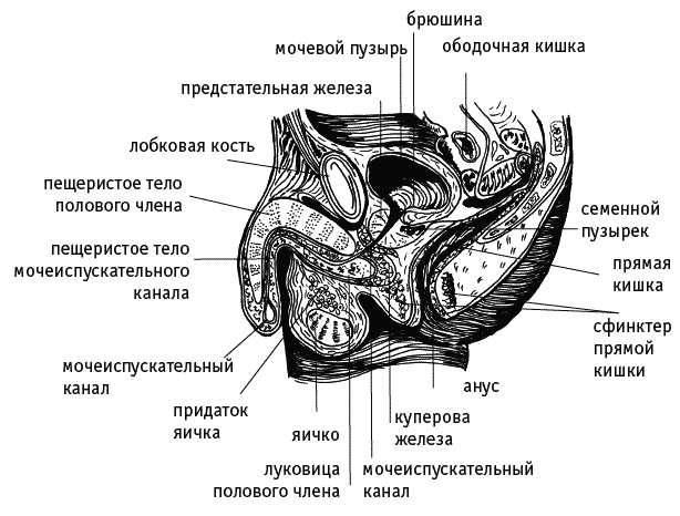 Иллюстрация к книге — Как говорить с дочкой! Самые сложные вопросы. Самые важные ответы [Autogen_eBook_id59.jpg]