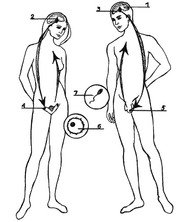 Иллюстрация к книге — Как говорить с сыном. Самые сложные вопросы [_014.jpg]