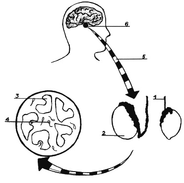 Иллюстрация к книге — Как говорить с сыном. Самые сложные вопросы [_016.jpg]