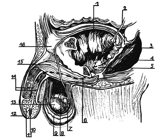 Иллюстрация к книге — Как говорить с сыном. Самые сложные вопросы [_164.jpg]