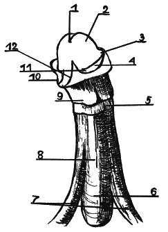 Иллюстрация к книге — Как говорить с сыном. Самые сложные вопросы [_166.jpg]