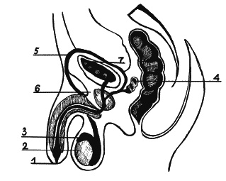 Иллюстрация к книге — Как говорить с сыном. Самые сложные вопросы [_172.jpg]