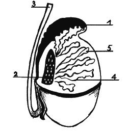 Иллюстрация к книге — Как говорить с сыном. Самые сложные вопросы [_172_2.jpg]
