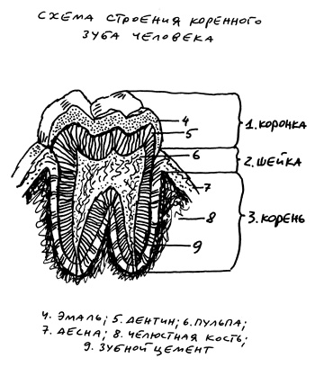 Иллюстрация к книге — Заметки пассажира. 24 вагона с комментариями и рисунками автора [i_100.jpg]