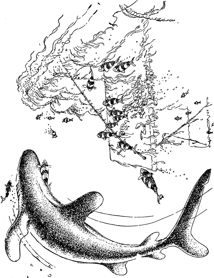 Иллюстрация к книге — Кон-Тики [i_029.jpg]