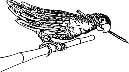 Иллюстрация к книге — Кон-Тики [i_036.jpg]