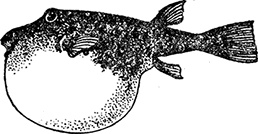 Иллюстрация к книге — Кон-Тики [i_047.jpg]