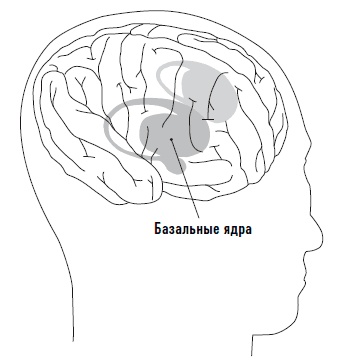 Иллюстрация к книге — Мозг. Инструкция по применению. Как использовать свои возможности по максимуму и без перегрузок [i_002.jpg]