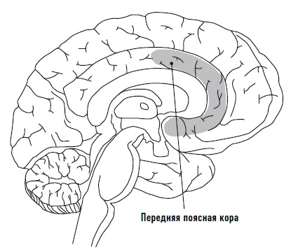 Иллюстрация к книге — Мозг. Инструкция по применению. Как использовать свои возможности по максимуму и без перегрузок [i_003.jpg]