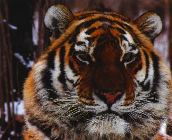 Иллюстрация к книге — Тигр. История мести и спасения [i_004.jpg]