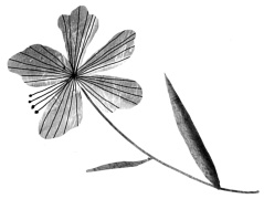 Иллюстрация к книге — Следы [i_045.jpg]