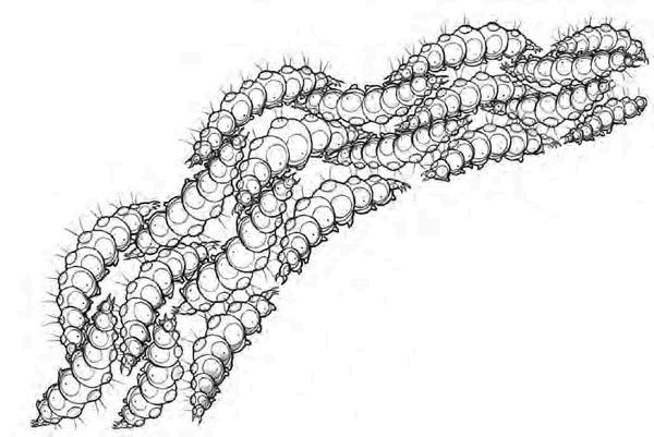 Иллюстрация к книге — Приключения озорного мышонка [i_015.jpg]