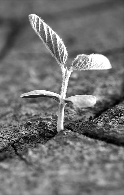 Иллюстрация к книге — Сила рода - тайна женщины. Сакральные знания для счастливой судьбы [i_033.jpg]