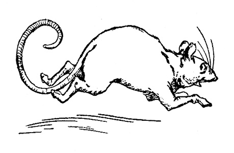 Иллюстрация к книге — Трусливый Лев из Страны Оз. Бравый Дед в Стране Оз [pic.0078.jpg]