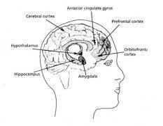 Иллюстрация к книге — Как любовь формирует мозг ребенка? [pic_2.jpg]