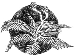 Иллюстрация к книге — Софья и Царство Тьмы [i_024.jpg]