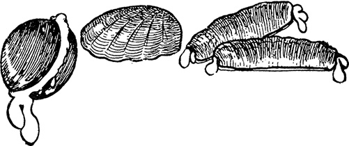 Иллюстрация к книге — Дневник Джанни Урагани [i_066.jpg]