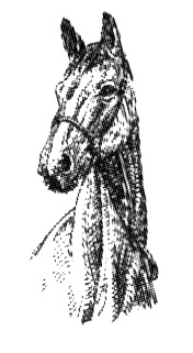 Иллюстрация к книге — Васька [i_029.jpg]