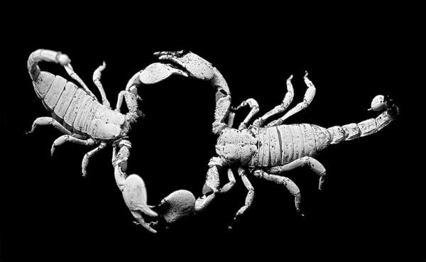 Иллюстрация к книге — Напрасные совершенства и другие виньетки [_15.jpg]