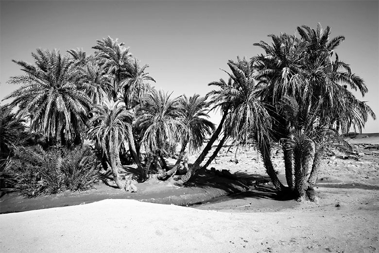 Иллюстрация к книге — Подарок Сахары [i_017.jpg]