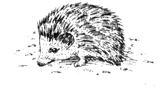 Иллюстрация к книге — Зоопарк в моей квартире [i_006.jpg]