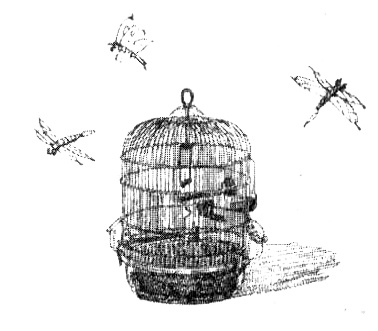 Иллюстрация к книге — Зоопарк в моей квартире [i_007.jpg]