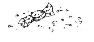 Иллюстрация к книге — Зоопарк в моей квартире [i_018.jpg]