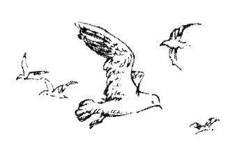 Иллюстрация к книге — Зоопарк в моей квартире [i_019.jpg]