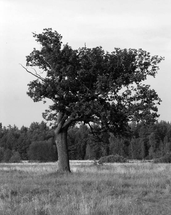 Иллюстрация к книге — Рублевка и ее обитатели. Романтическое повествование [i_012.jpg]