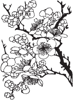 Иллюстрация к книге — Сакура и дуб [_01.jpg]