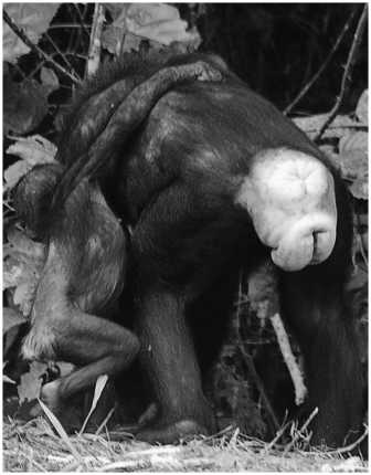 Иллюстрация к книге — Секс на заре цивилизации. Эволюция человеческой сексуальности с доисторических времен до наших дней [i_110.jpg]