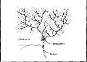 Иллюстрация к книге — Рождение разума. Загадки нашего сознания [img_0.jpg]