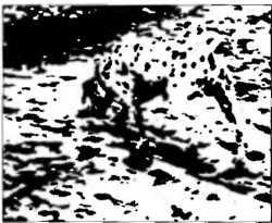 Иллюстрация к книге — Рождение разума. Загадки нашего сознания [img_11.jpg]