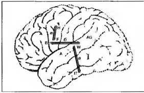 Иллюстрация к книге — Рождение разума. Загадки нашего сознания [img_20.jpg]