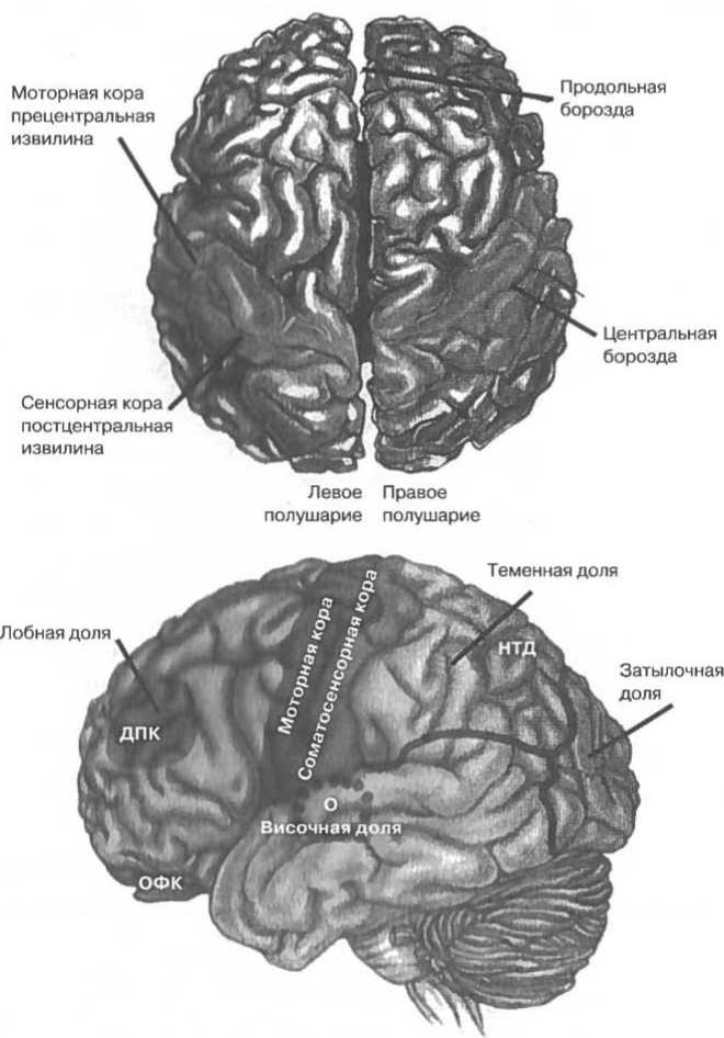 Иллюстрация к книге — Мозг рассказывает. Что делает нас людьми [i_002.jpg]