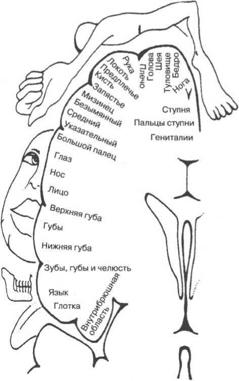 Иллюстрация к книге — Мозг рассказывает. Что делает нас людьми [i_005.jpg]