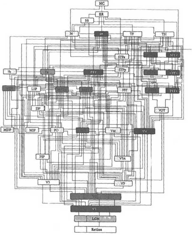 Иллюстрация к книге — Мозг рассказывает. Что делает нас людьми [i_013.jpg]