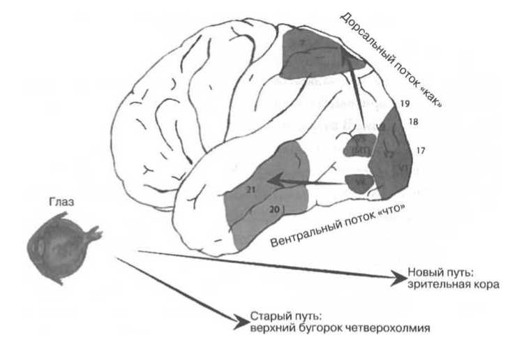 Иллюстрация к книге — Мозг рассказывает. Что делает нас людьми [i_017.jpg]