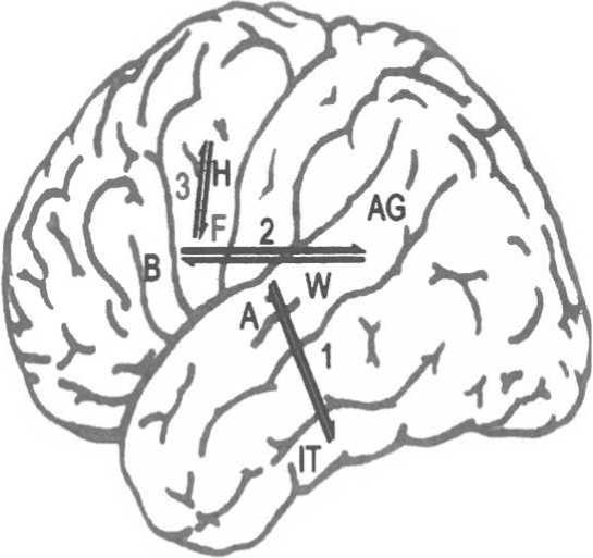 Иллюстрация к книге — Мозг рассказывает. Что делает нас людьми [i_029.jpg]
