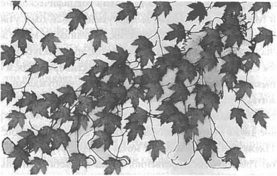 Иллюстрация к книге — Мозг рассказывает. Что делает нас людьми [i_033.jpg]