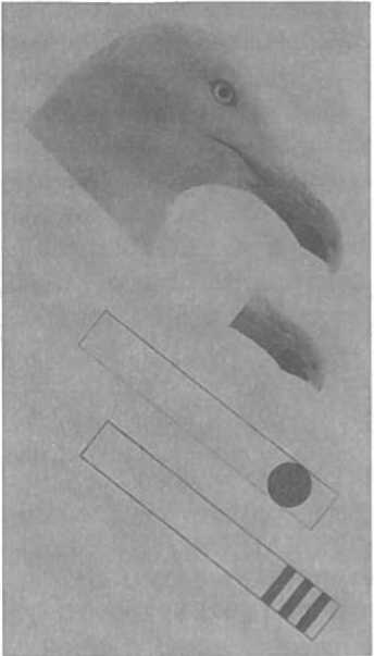 Иллюстрация к книге — Мозг рассказывает. Что делает нас людьми [i_036.jpg]