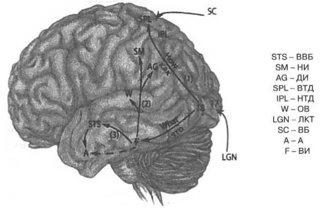 Иллюстрация к книге — Мозг рассказывает. Что делает нас людьми [i_042.jpg]